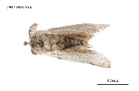 藏品(毒蛾科)的圖片